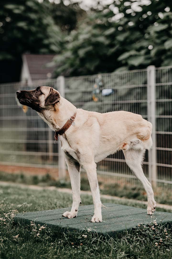 franziska_schaeren_schweiz_dog_bandi_Image_11