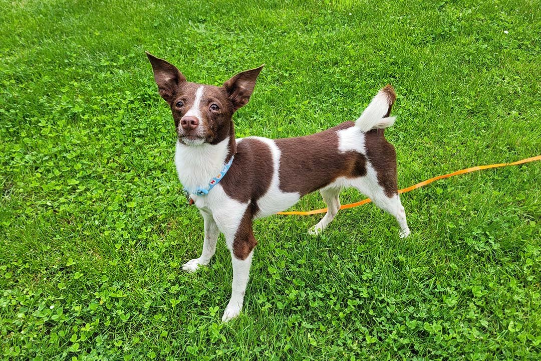 franziska_schaeren_schweiz_dog_yoda_image_03