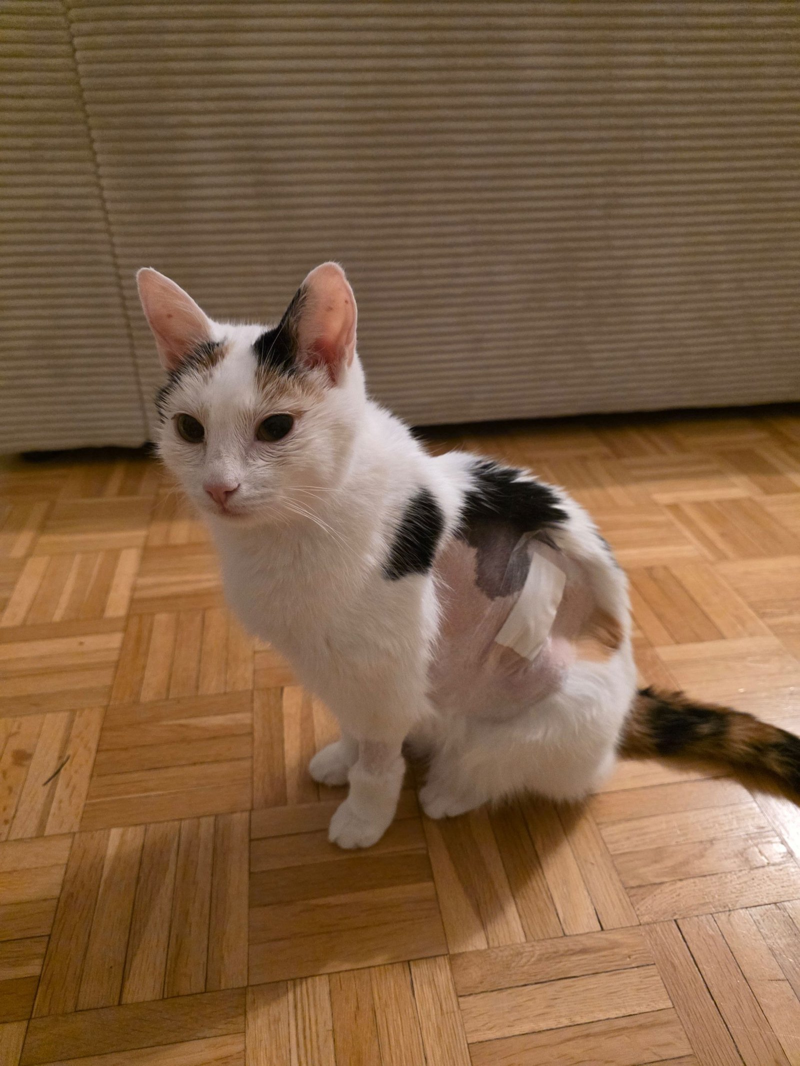 FSS_Jackidi_2026-01_01