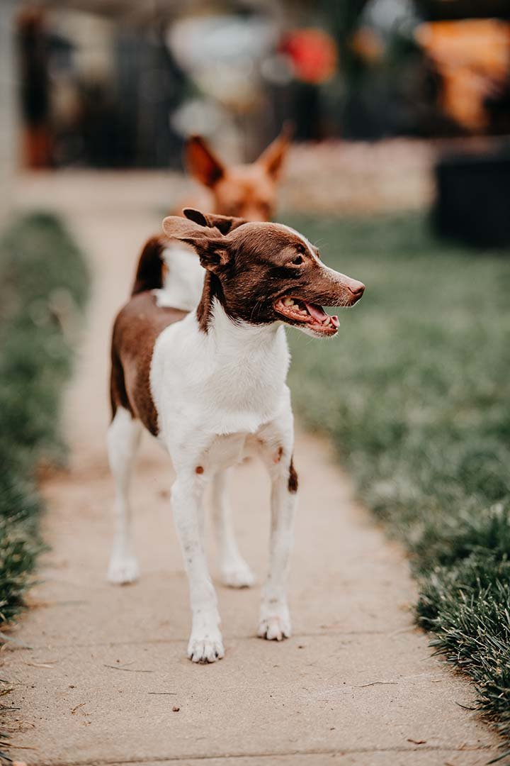 franziska_schaeren_schweiz_dog_yoda_image_10