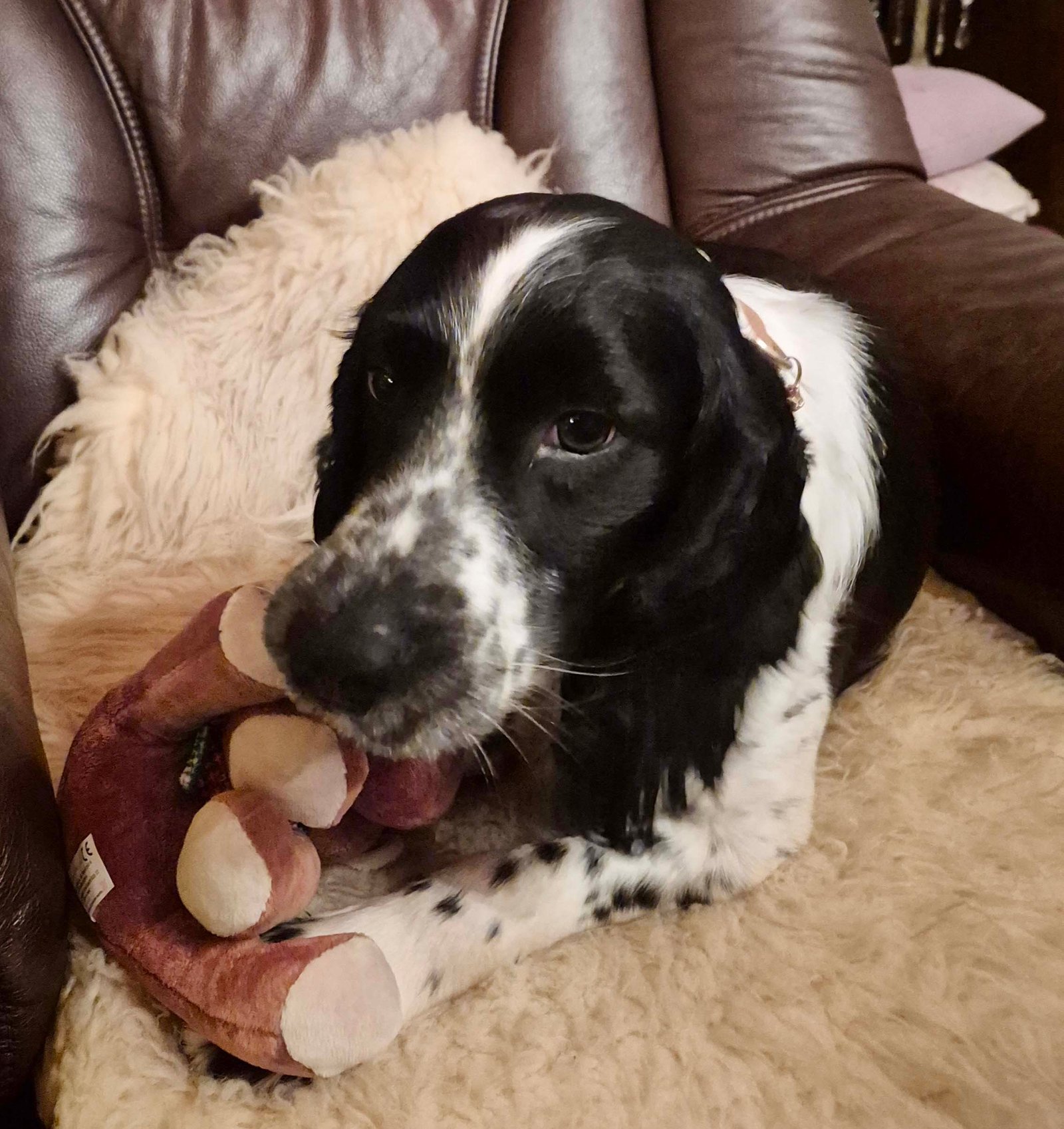 FSS_Beppino_2025-12_02